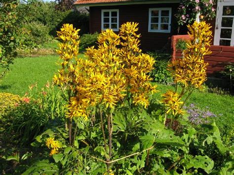 Stauden sind ideale pflanzen für den garten. Stauden richtig pflanzen - Winterharte Stauden für ...