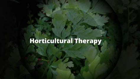 What Is Horticultural Therapy Healing Through Gardening