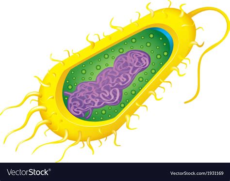 Bacterial Cell Parts Diagram Quizlet