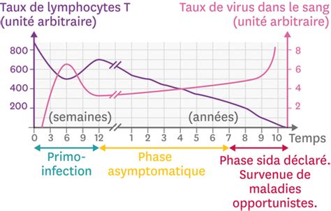 Des éléments de cours, comme les planches de. L'évolution de l'infection par le VIH en fonction du temps.