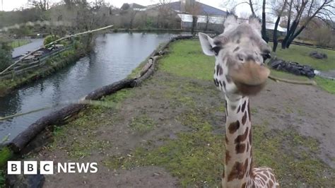 Giraffes Added To Vulnerable List Bbc News