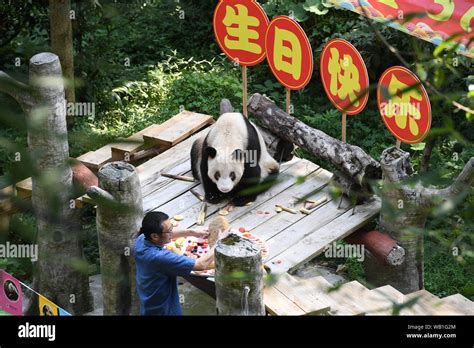 Chongqing Chinas Chongqing 23rd Aug 2019 A Breeder Feeds Xinxing