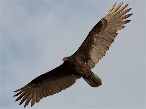 Picture of a turkey vulture. The Return of the Turkey Vulture - - The Adirondack Almanack