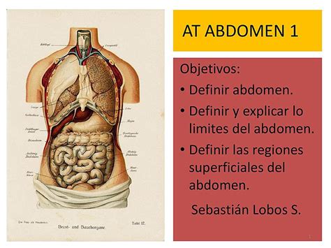 Anatomia De Abdomen 1 Apuntes Médicos Udocz