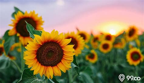 15 Jenis Bunga Matahari Terindah Untuk Ditanam Di Halaman