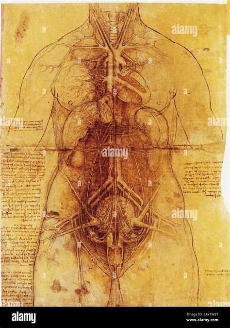 Leonardo Da Vincidissection Of The Principal Female Organs And The