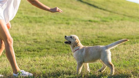 I am glad that the recent effort by the young man who lead the i want to touch a dog campaign has been so well. Teach Your Dog: Sphinx, Play Bow, Nose Touch