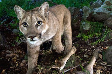 Eastern Cougar Puma Concolor Couguar 2015