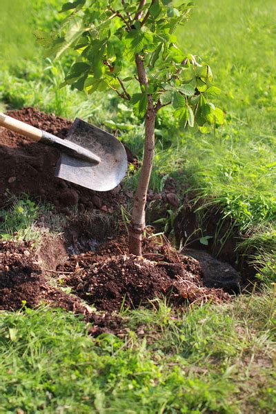 Watering Newly Planted Trees How To Keep Young Trees Healthy