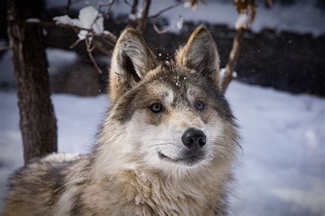 Adopt Choices for Mexican Wolf - CMZoo