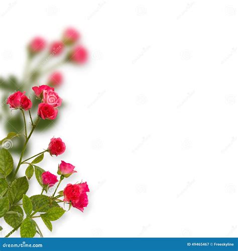 Fundo Floral Rosas Isoladas Sobre O Fundo Branco Imagem De Stock