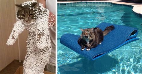 161 Cats Who Immediately Regretted Their Poor Life Choices Bored Panda