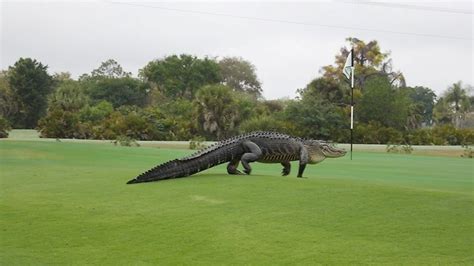 Photos Giant Alligator On A Florida Golf Course Abc7 Los Angeles
