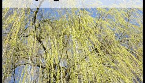 weeping willow growth chart