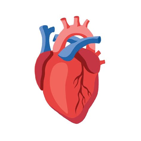 Premium Vector Human Heart Icon Illustration Vector