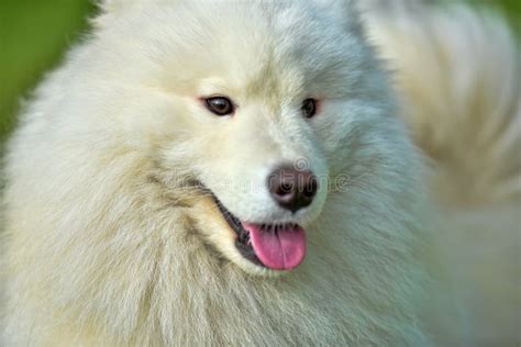 Adorable Samoyed Stock Image Image Of Attractive Autumn 94005069