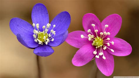 Pink And Purple Anemone Hepatica Flowers Ultra Hd Desktop Background