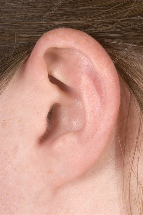 Human Ear Stock Image P4300131 Science Photo Library