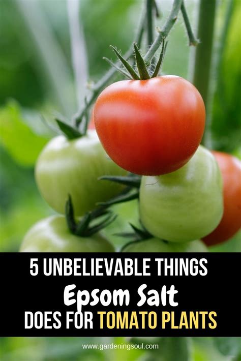 5 Unbelievable Things Epsom Salt Does For Tomato Plants Tomato Plants