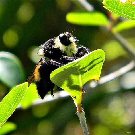 Killer Bees Make First Foray Into Bay Area California County News