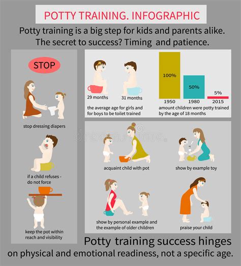 Potty Training Infographic Stock Vector Image 59847921