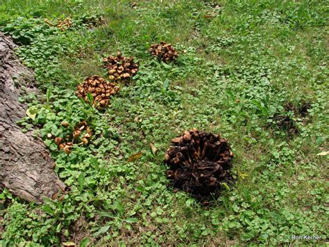 Armillaria Tabescens At Indiana Mushrooms