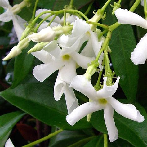 Wonderful Scented Evergreen Jasmine Plant By Taplant