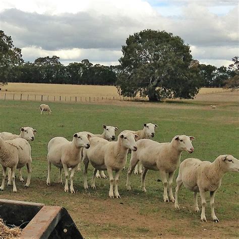 Wiltipoll Sheep Breeders Association Inc