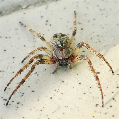 Hobo Spider Identification And Habitat Hobo Spiders In Portland Or