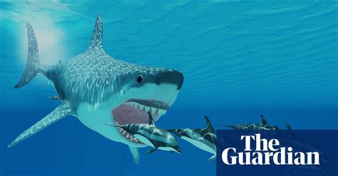Researchers Reveal True Scale Of Megalodon Shark For First Time Uk