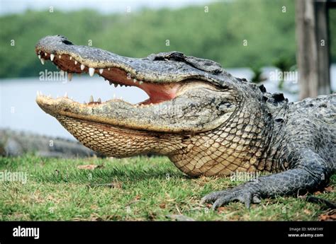 American Alligator Everglades National Park Florida Usa Alligator