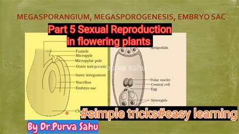 Part5megasporogenesisclass12neetbiology Sexual Reproduction In