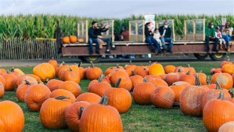 Guide To Pumpkin Patches And Corn Mazes In Raleigh Nc