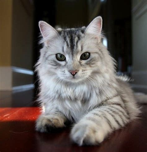 Siberian cats love their family, even children and dogs. siberian kittens for adoption in michigan | Siberian Cat ...