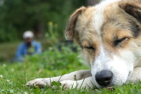 ¿cuál Es En Realidad La Esperanza De Vida De Tu Perro Salud Con Lupa