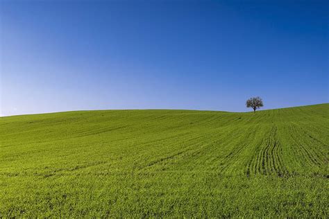 Field Tree Lonely Landscape Nature Meadow Green Rural Grass