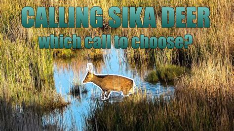 Calling Sika Deer Which Call To Choose Youtube