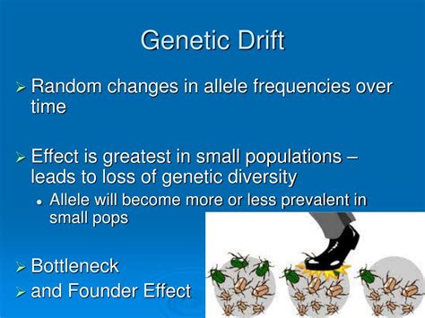 ppt recombination mutation genetic drift gene flow powerpoint presentation id 3115142