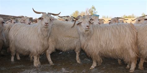 Cashmere Goat Long Hair And Short Hair Within A Goat Farm