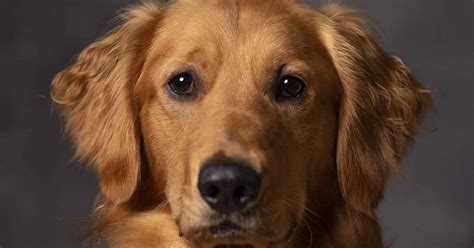 Here at d&j golden retriever puppies, we have been breeding dogs for over 15 years! Golden Retriever Rescues In Florida (Adopt A Golden ...