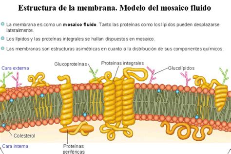 Biologia Celular Y Molecular Ug Modelos De La Membrana Celular