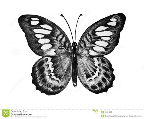 Disegni A Matita Fiori E Farfalle Coloring And Drawing