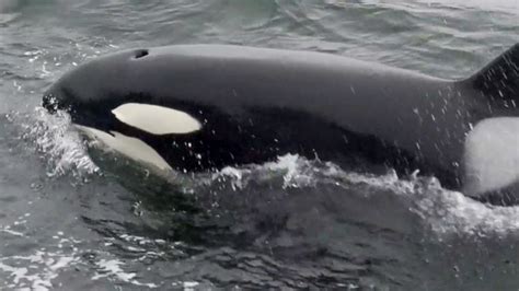 Killer Whales Frolic In Kelp Bed Near Pebble Beach In Drone Footage