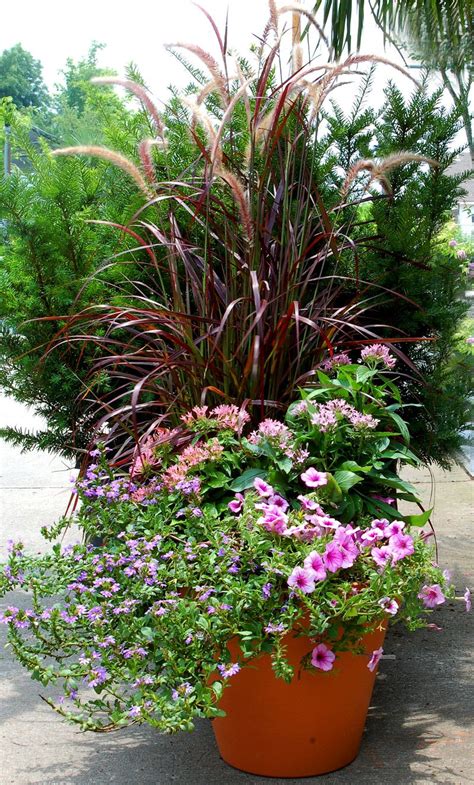 Eight amazing flowers and plants that will thrive in sun! Stupendous Container Garden Ideas For Sun, Containers are ...