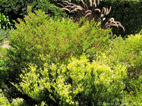 Coleonema pulchellum 'sunset gold' golden diosma rutaceae. Late to the Garden Party: Bloom Day - August 2015