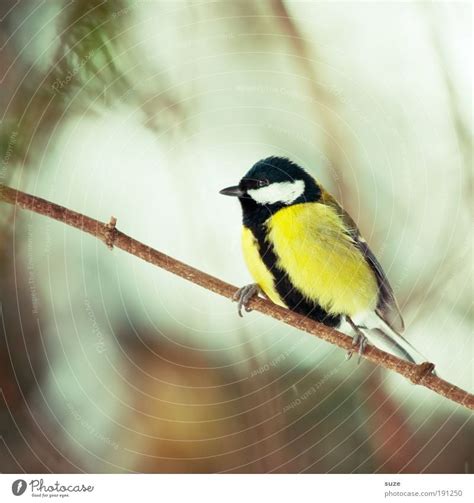 Titmouse Nature Animal A Royalty Free Stock Photo From Photocase