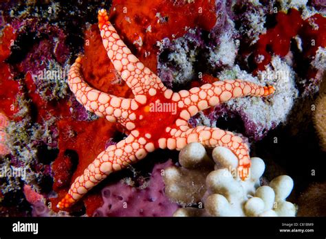 Maldives Underwater Sea Life Sea Star Star Fish Scuba Diving