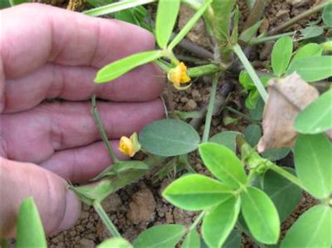 Ie11(internet explorer 11)ブラウザをご利用の場合、 ご視聴時に一部機能がご利用できない場合がございます。 chrome/edge/firefoxなど他ブラウザをお試しいただきますようお願い致します。 落花生に花が咲きました | 野菜と果樹農家の栽培日記 - 楽天ブログ