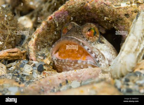 Banded Male Jawfish Opistognathus Macrognathus Incubating Eggs In His