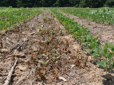 Glyphosate-Resistant Palmer in Soybeans - UT Crops News